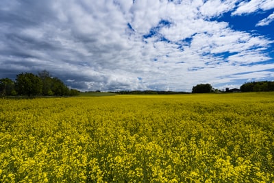 Yellow flower fields under the blue sky white clouds during the day
